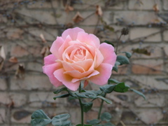 IMG_0736.JPG